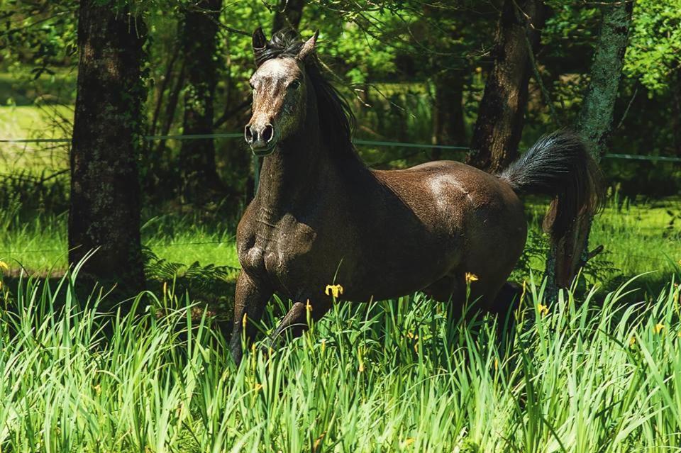 Le Ranch Amadeus Bed and Breakfast Saint-Paul-en-Born Εξωτερικό φωτογραφία