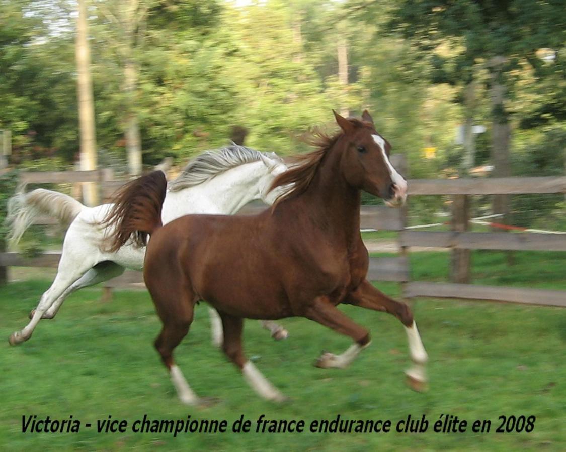 Le Ranch Amadeus Bed and Breakfast Saint-Paul-en-Born Εξωτερικό φωτογραφία