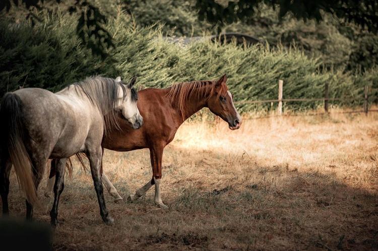 Le Ranch Amadeus Bed and Breakfast Saint-Paul-en-Born Εξωτερικό φωτογραφία